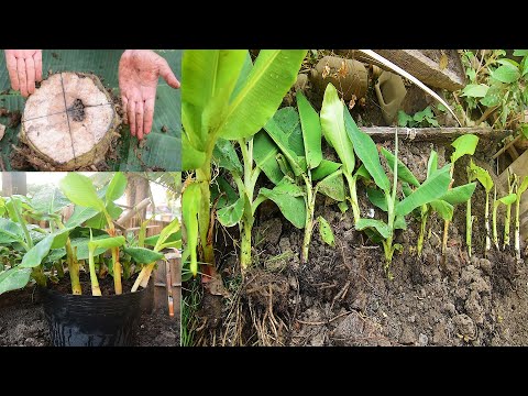 How to propagate Multiple Banana Trees that The World should know this Technique banana trees