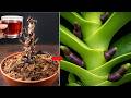 15 Magic Tips Revive Rotten Roots And Make Orchids Bloom Crazy All Year