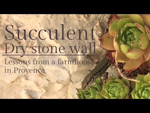 Landscaping with succulents on a dry stone garden wall | Transplanting hens & chicks