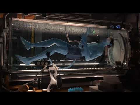 Avatar: Flight of Passage Queue at Disney’s Animal Kingdom – Walt Disney World