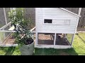 How Do I Keep My Chickens Quiet Backyard Chickens