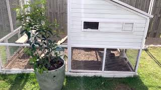 How do I keep my chickens quiet (backyard chickens)