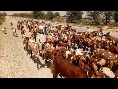 Damani goats of Malik Faizan just passing through Original Attal sharif herd