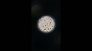 Newswise:Video Embedded ancient-viruses-found-in-coral-symbionts-dna