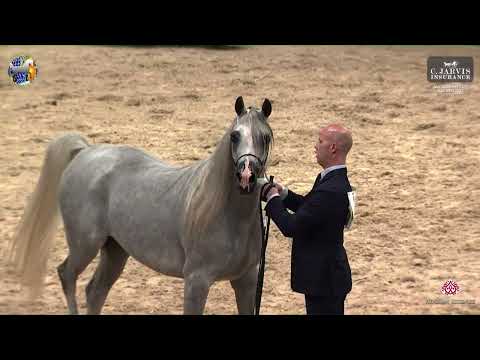 N 74 ECHO ANASTAZJA   39th All Nations Cup   Aachen   Mares 4 6 Years Old Class 7A