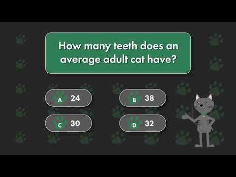 How Many Teeth Does Your Cat Have?