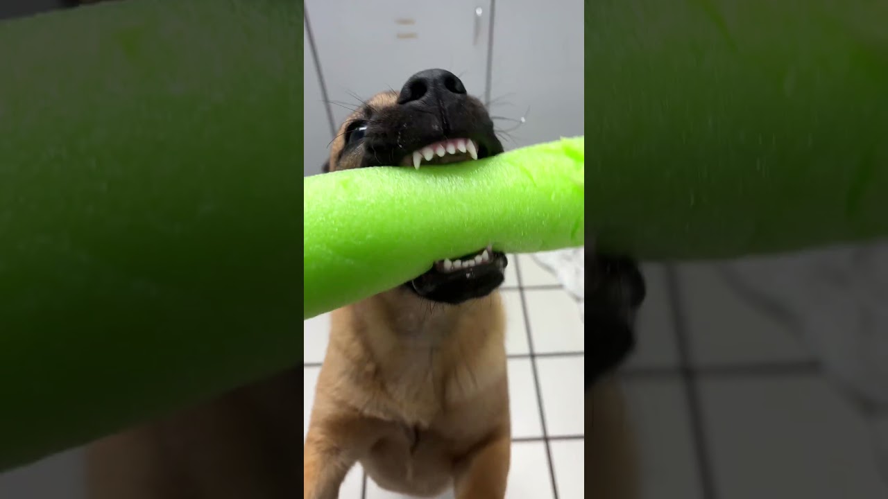 Puppy Bubba, a Adoptable mixed breed in Miami, FL video 6/6