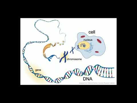 Why is DNA twisted