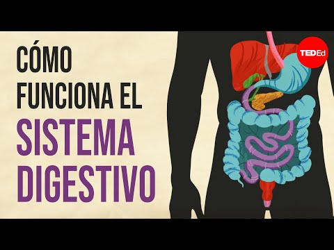 Cómo funciona su sistema digestivo - Emma Bryce