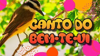Canto bem te vi 22 min  Treinamento, esquentando