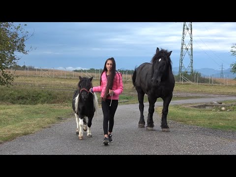 Poneiul lui Florina de la Bacia, Hunedoara - 2020 Nou!!!