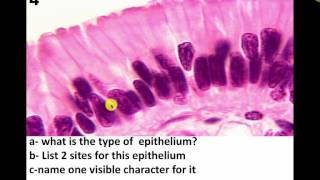Epithelium Data Show Revision 2016