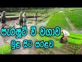 පැරෂුට් තවානක් සෑදීම ගොයම් පැළ සිටවී�