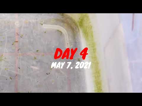 METHYLENE BLUE ON DANIO EGGS!!! SUCCESS IN JUST 3 DAYS!!!