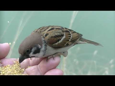 餌を貰いに来るすずめ達  20220208pm 11（天満宮）