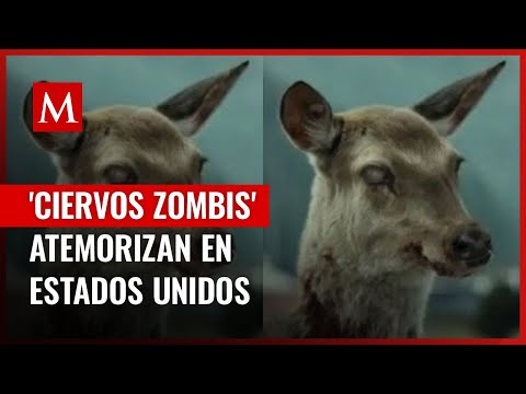 'Zombie deer' disease raises alarm in Canada and the US over possible contagion to humans