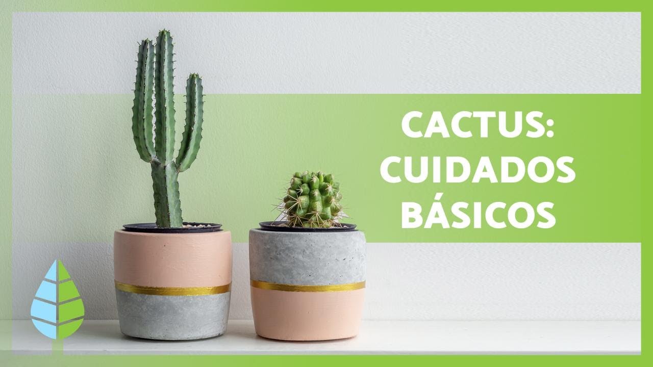 Cuidado de los Cactus: Todo lo que necesitas saber 🌵