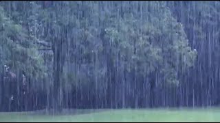 🌳 Forest Heavy Rain and Distant Thunder-Sounds for SLEEP &amp; Relaxing-Study-8 Hours of PURE RAIN