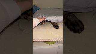 何故かシーツに潜る猫 #shorts #猫のいる暮らし #ねこライフ #cat #猫のいる風景  #catshorts