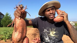 SWEET POTATO HARVEST..... | WHEN TO HARVEST SWEET POTATOES?