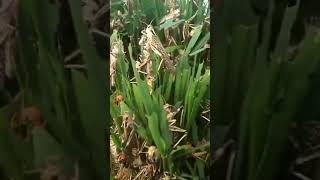 Locusts devour rice paddy crop in Uttarakhand, India