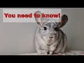 Watch This BEFORE You Get A Chinchilla Things You Need To Know
