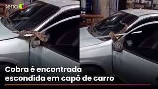 Funcionários resgatam cobra escondida em capô de carro no interior do RJ