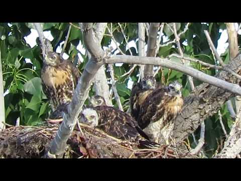 05/17/18 (5 Red-Tailed Hawks in Nest) 6 wk old @ Harrison Rd Selah Wa 6072-111