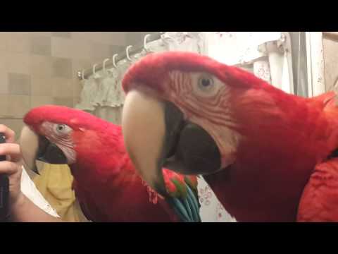 Erik guacamayos chlotoptera