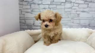 ハーフ犬の動画01