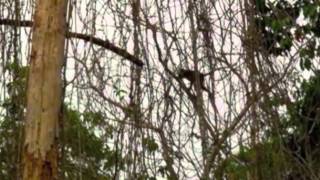 preview picture of video 'Eco Resort Thailand: Monkey at Golden Buddha Beach Resort'