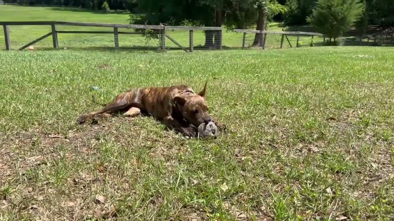 Enlarge Naia, a Adoptable Mixed Breed in Williston, FL video 6/6