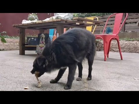 Pregnant with 3 puppies about to give birth, she wanders around begging for food and shelter