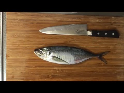 download lagu mp3 mp4 Aji Fish, download lagu Aji Fish gratis, unduh video klip Aji Fish
