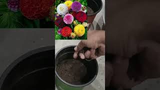 Download lagu How to Grow Dahlias From Seeds | How to Grow Dahlias At Home #gardening #flowers mp3 Download lagu How to Grow Dahlias From Seeds | How to Grow Dahlias At Home #gardening #flowers mp3