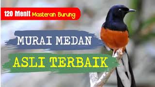 Download lagu 2 Jam Murai Gacor Tanpa Putus   Masteran suara murai batu medan asli Gacor  | mp3