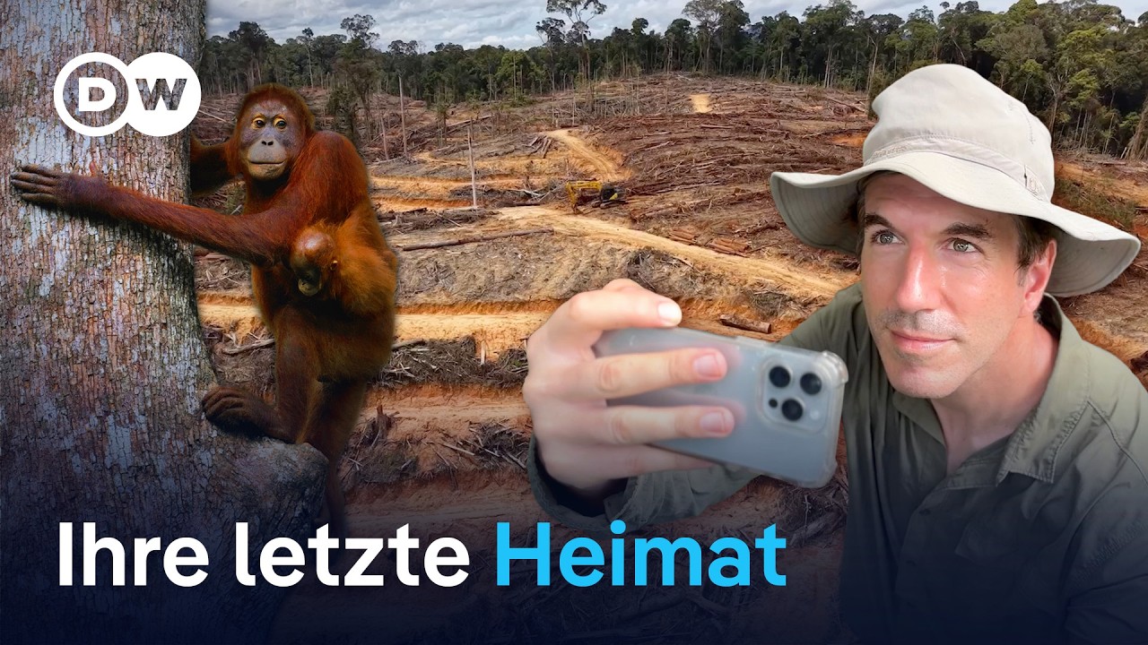 Der Kampf um Borneos letzte Orang-Utans | DW Reporter