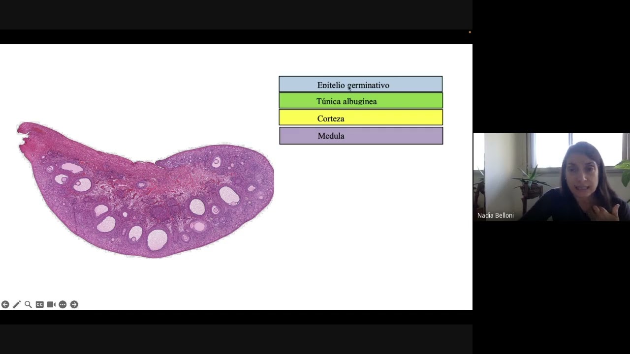 Clase de repaso SGyR - Histología Ap Reproductor Femenino - Prof Nadia Belloni