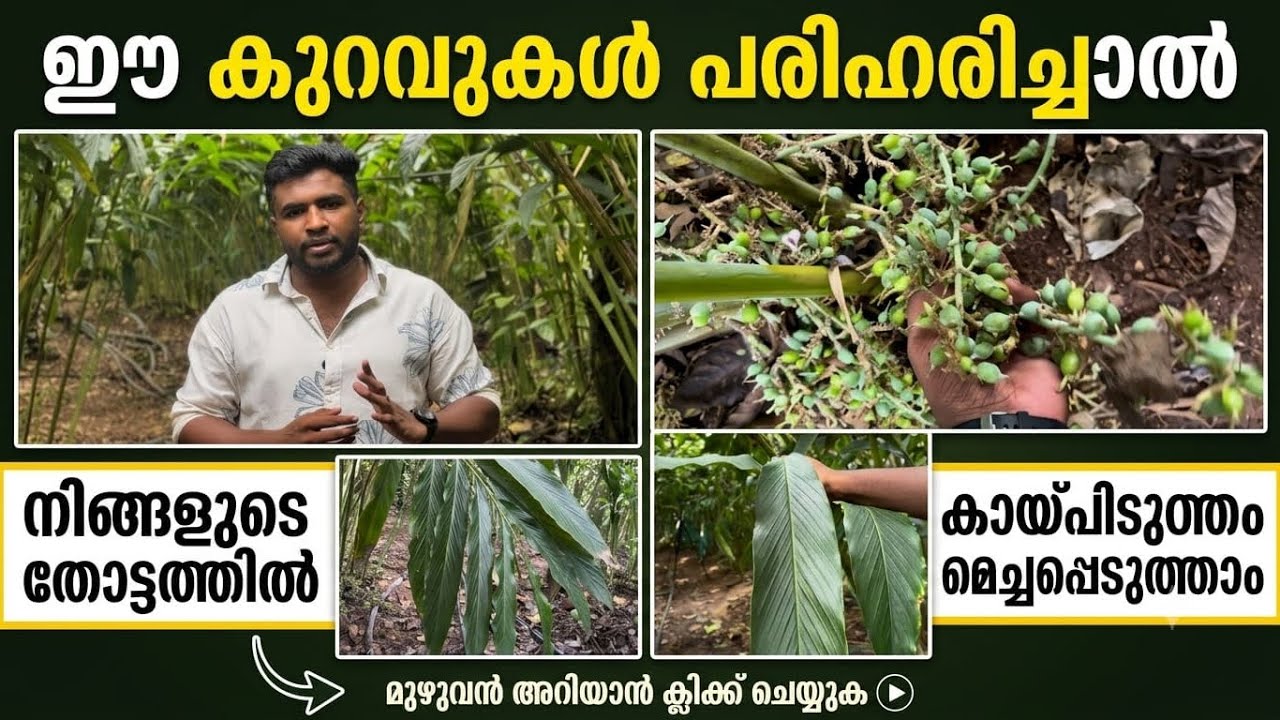 ഈ കുറവുകൾ പരിഹരിച്ചാൽ നിങ്ങളുടെ തോട്ടത്തിൽ കാപിടുത്തം മെച്ചപ്പെടുത്താം  | Fixing these deficiencies can improve the yield in your garden.