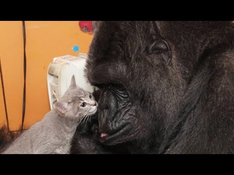 Koko, la femelle gorille qui aimait les chats