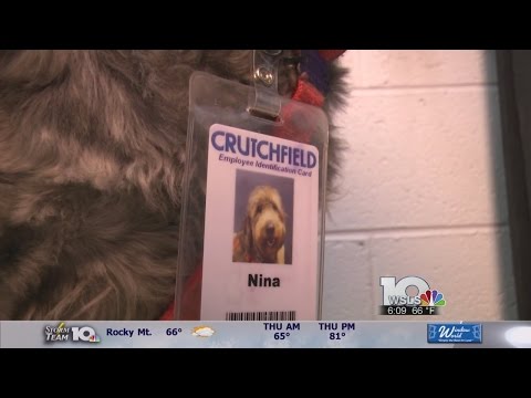 Albemarle Co. company lets employees bring dogs to work