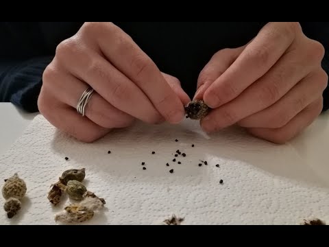 How to Grow Cactus from Seeds ?