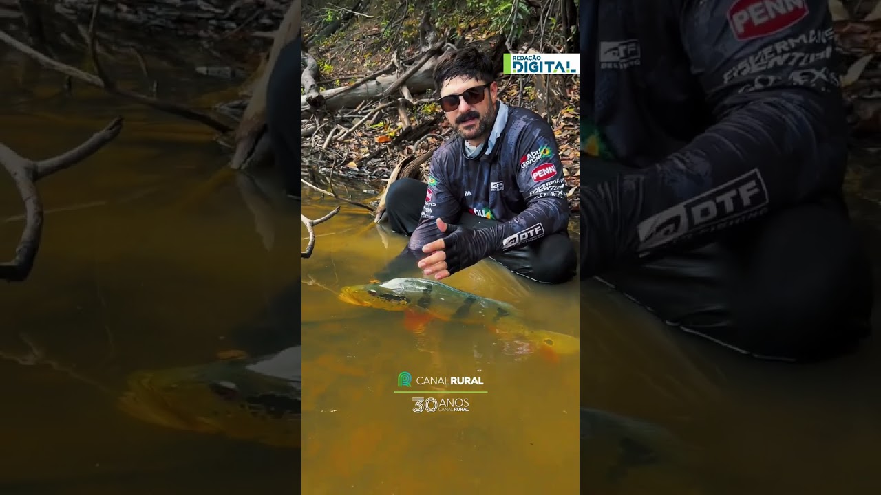 Pescador registra alteração de cor em tucunaré durante pescaria