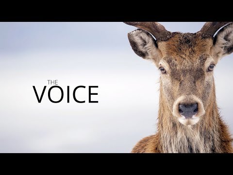 The Voice: A deerstalker's story