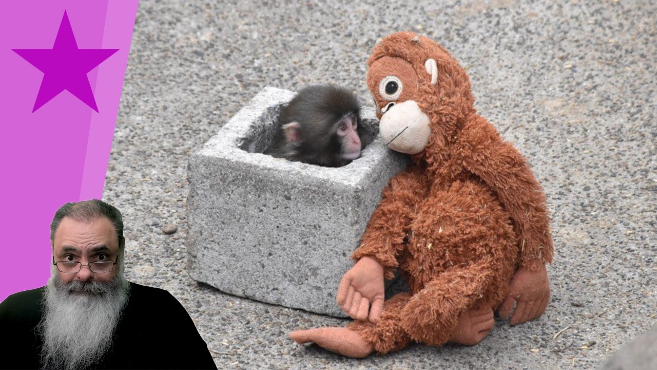 MACAQUINHO JAPONÊS PUNCHI-KUN chama atenção por ISOLAMENTO e por sua "MÃE ADOTIVA" de PELÚCIA