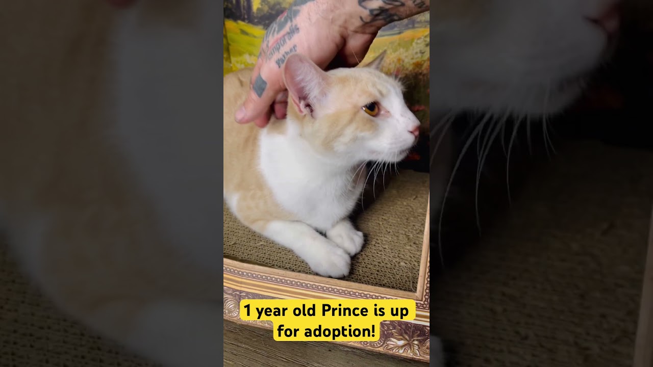 Prince, a Adoptable American Shorthair in Fort Pierce, FL video 6/6