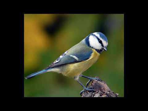 Uccelli - Cinciarella - Canto degli Uccelli