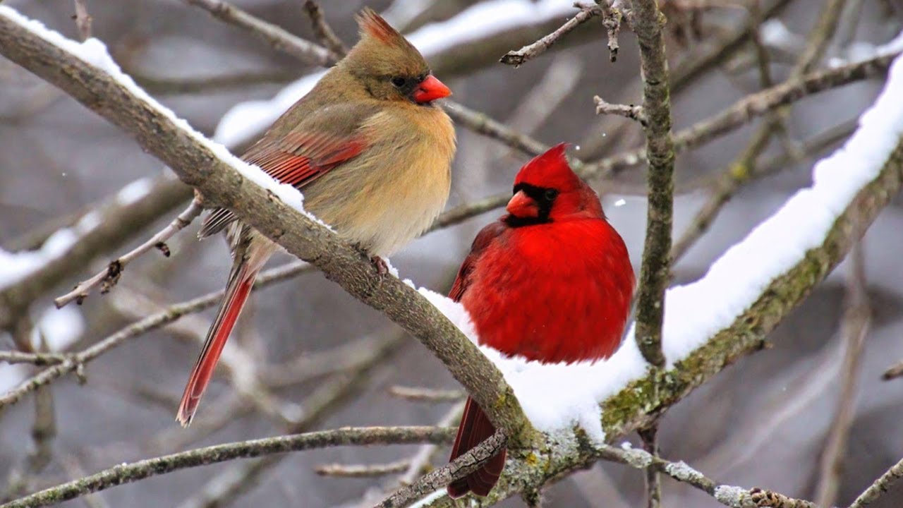 Colorful Birds in 4K - Planet Earth 4K | Beautiful Bird Sounds Nature Relaxation 4K UHD 60 FPS