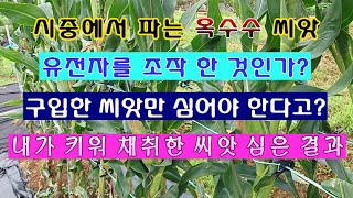 [텃밭농부 1,608]  유전자를 변형 시킨 옥수수의 씨앗을 받아서 심어도 되나? #옥수수재배