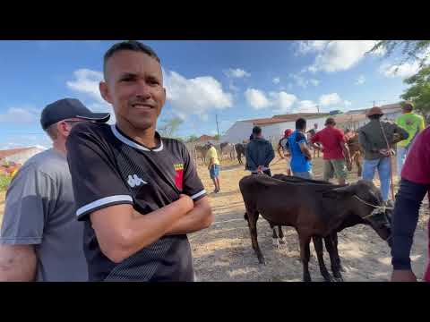 Feira do Gado em São José da Tapera - AL 29 - 11 - 2025 #nordeste